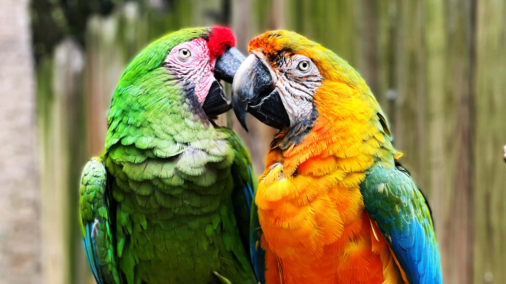 Close-up Of A Vibrant Parrot Touching Its Beak