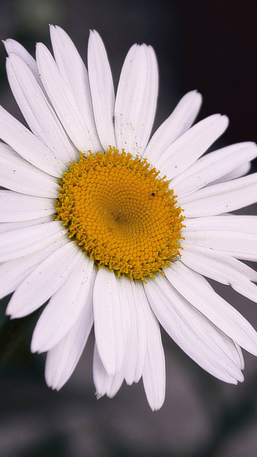 Close Up Of A White Daisy Phone Background