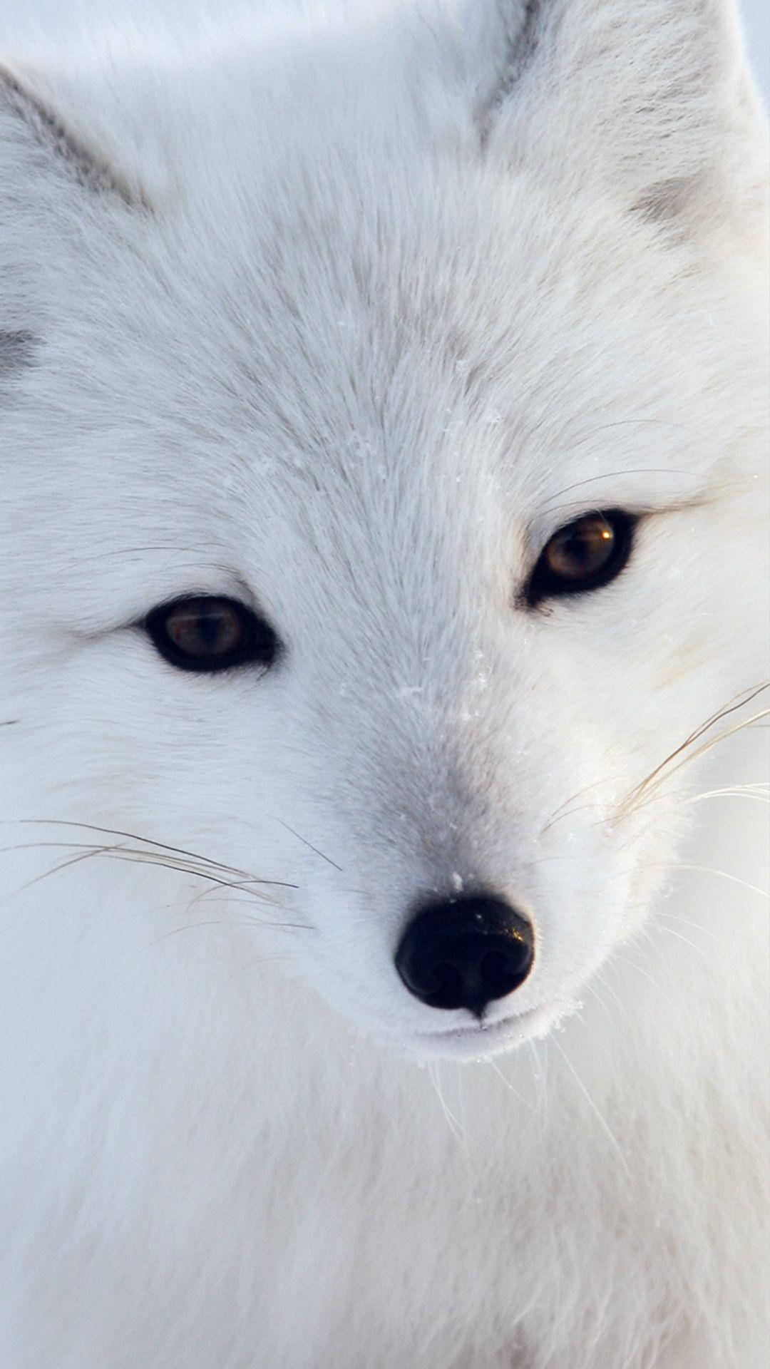 Close-up Of A White Fox Background