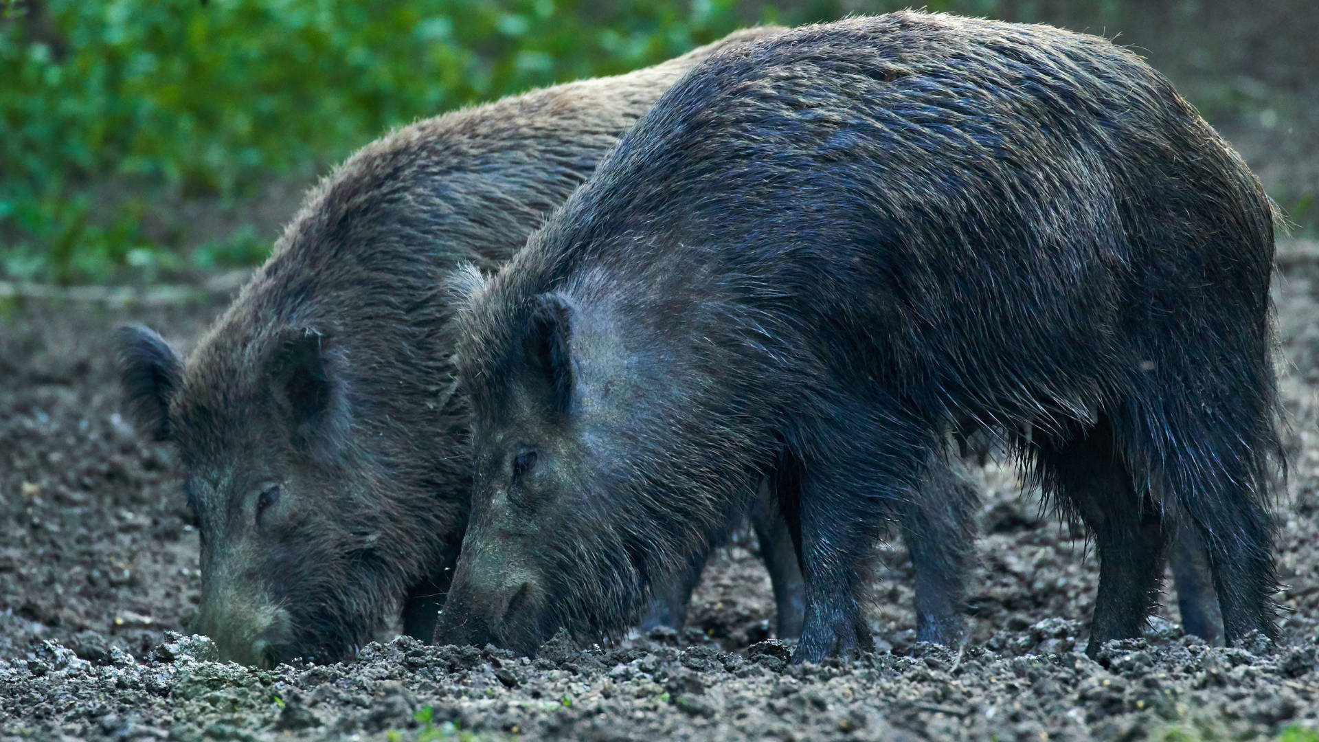 Close-up Of A Wild Boar Foraging In The Wilderness Background