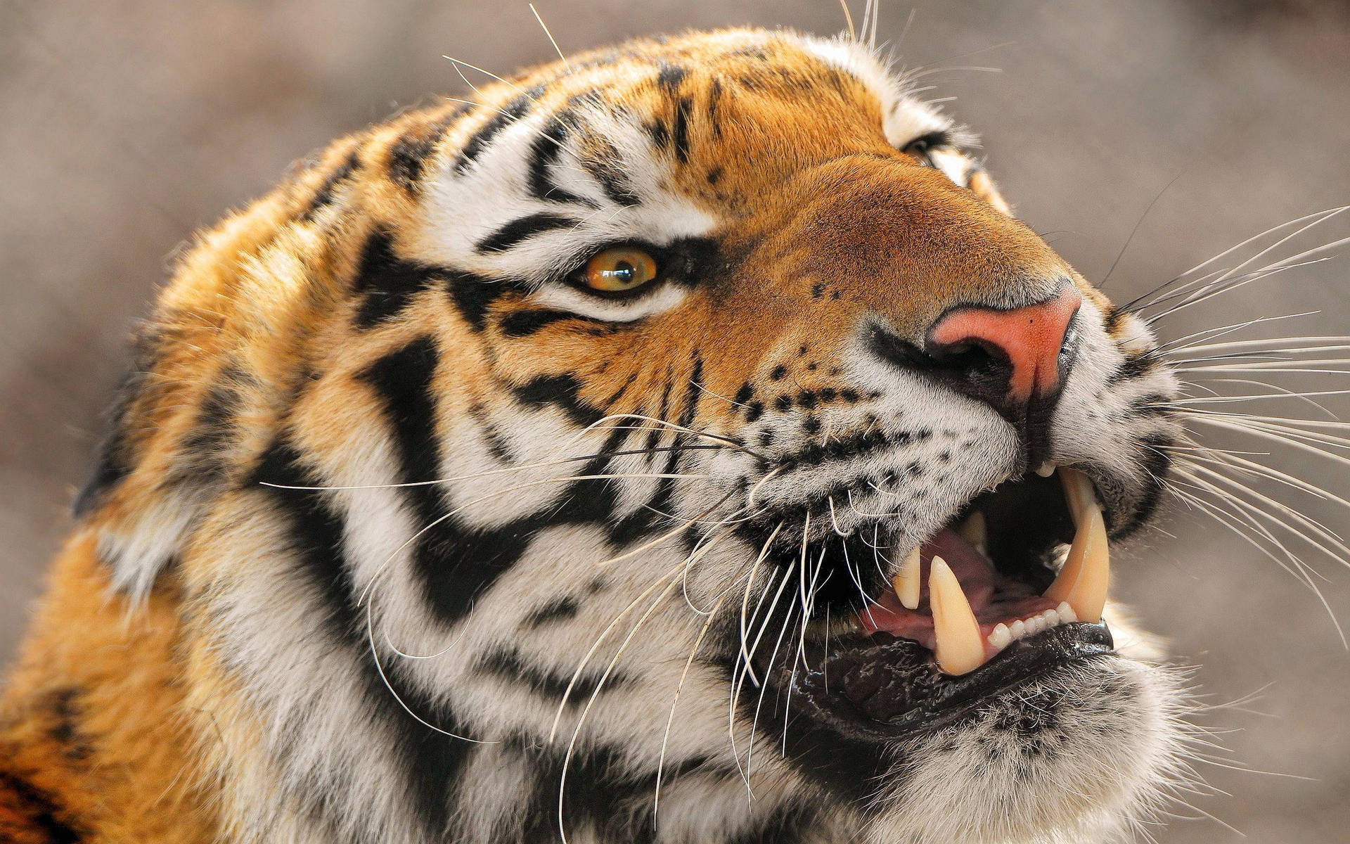 Close Up Of An Angry Tiger Background