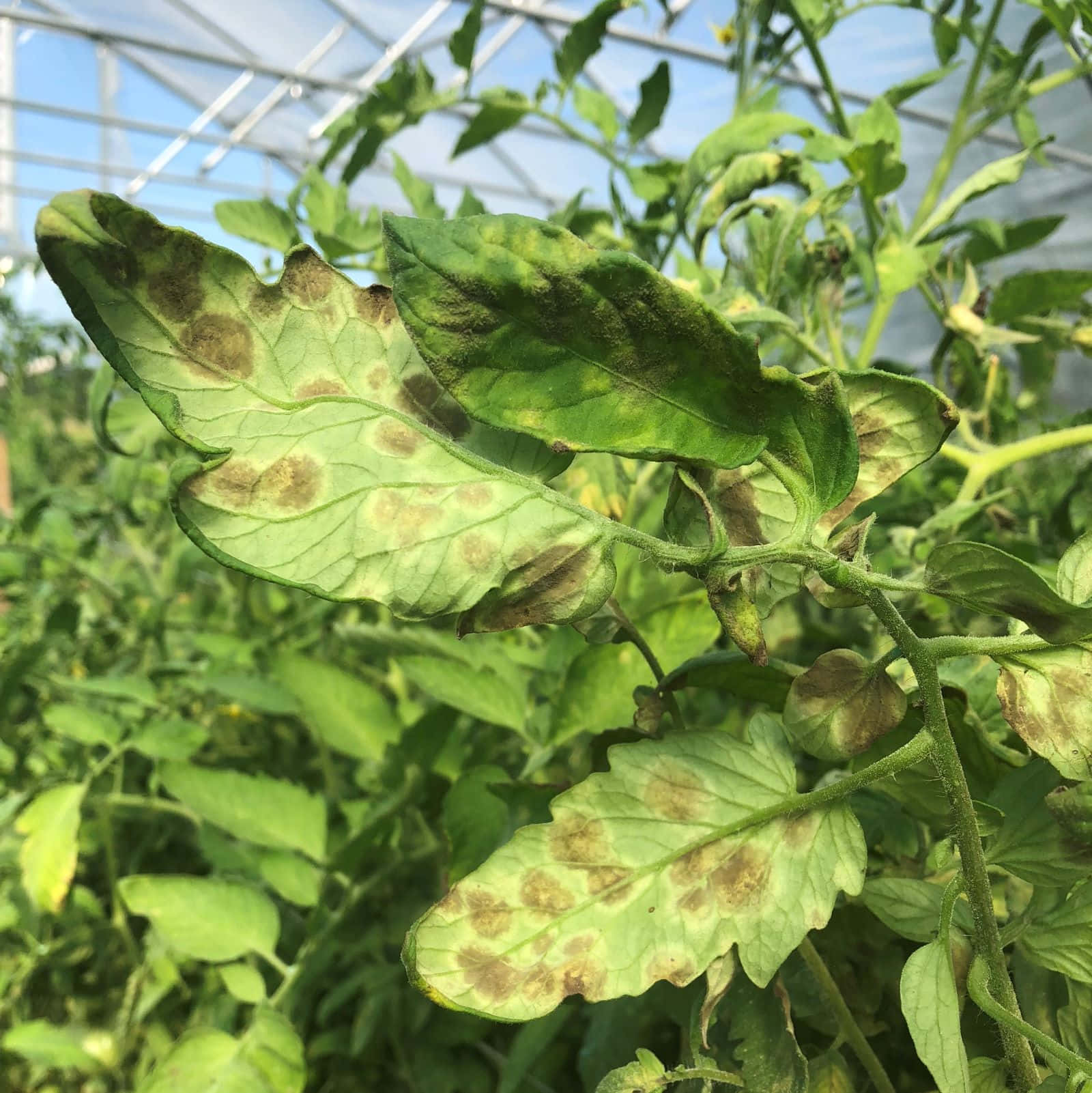 Close-up Of Beautiful Green Leaf Background