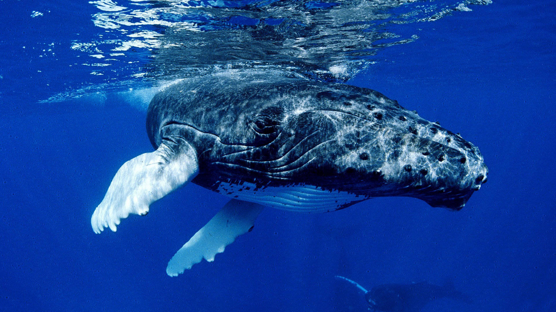 Close-up Of Black Humpback Whale Background