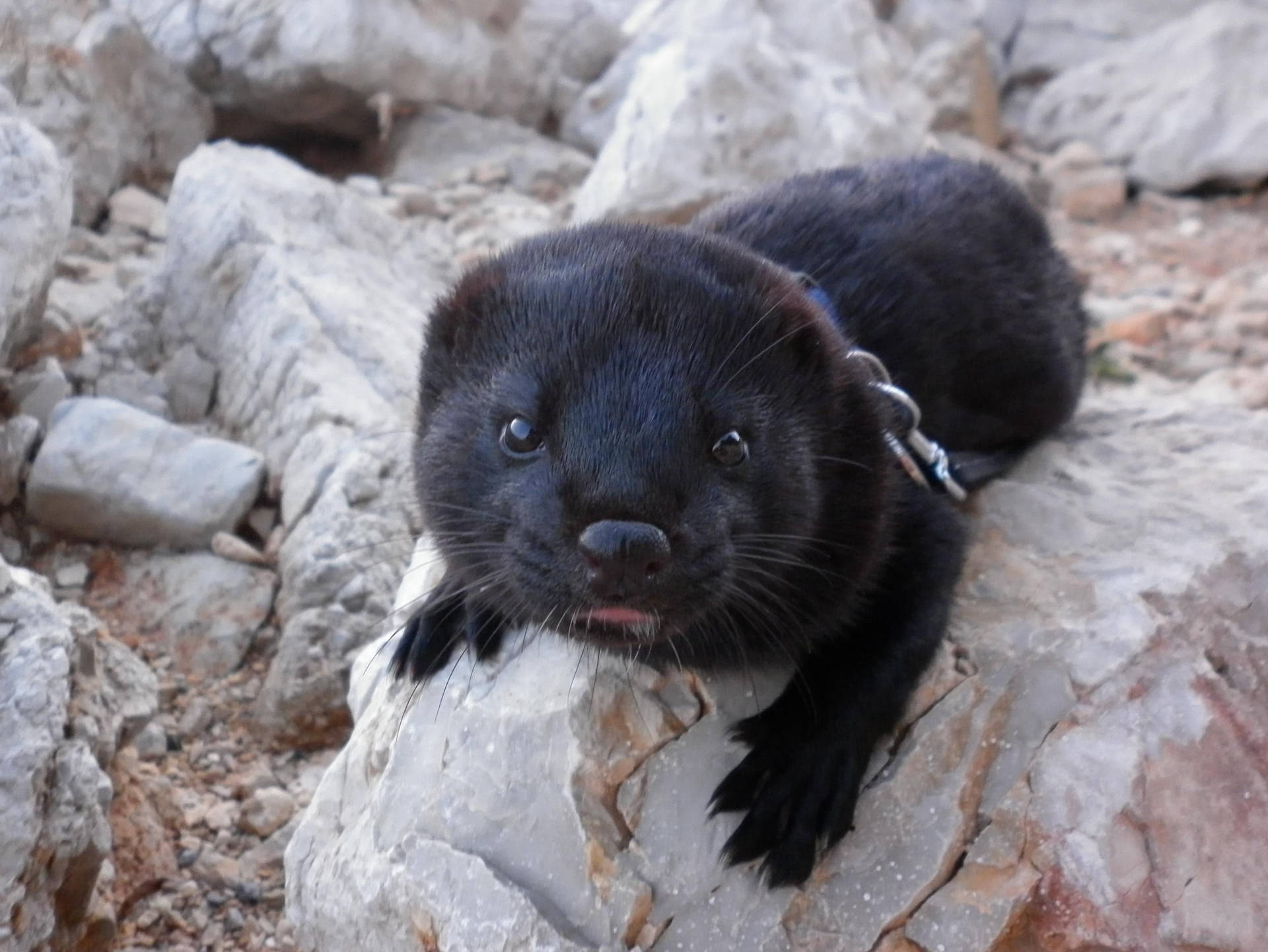 Close Up Of Black Mink