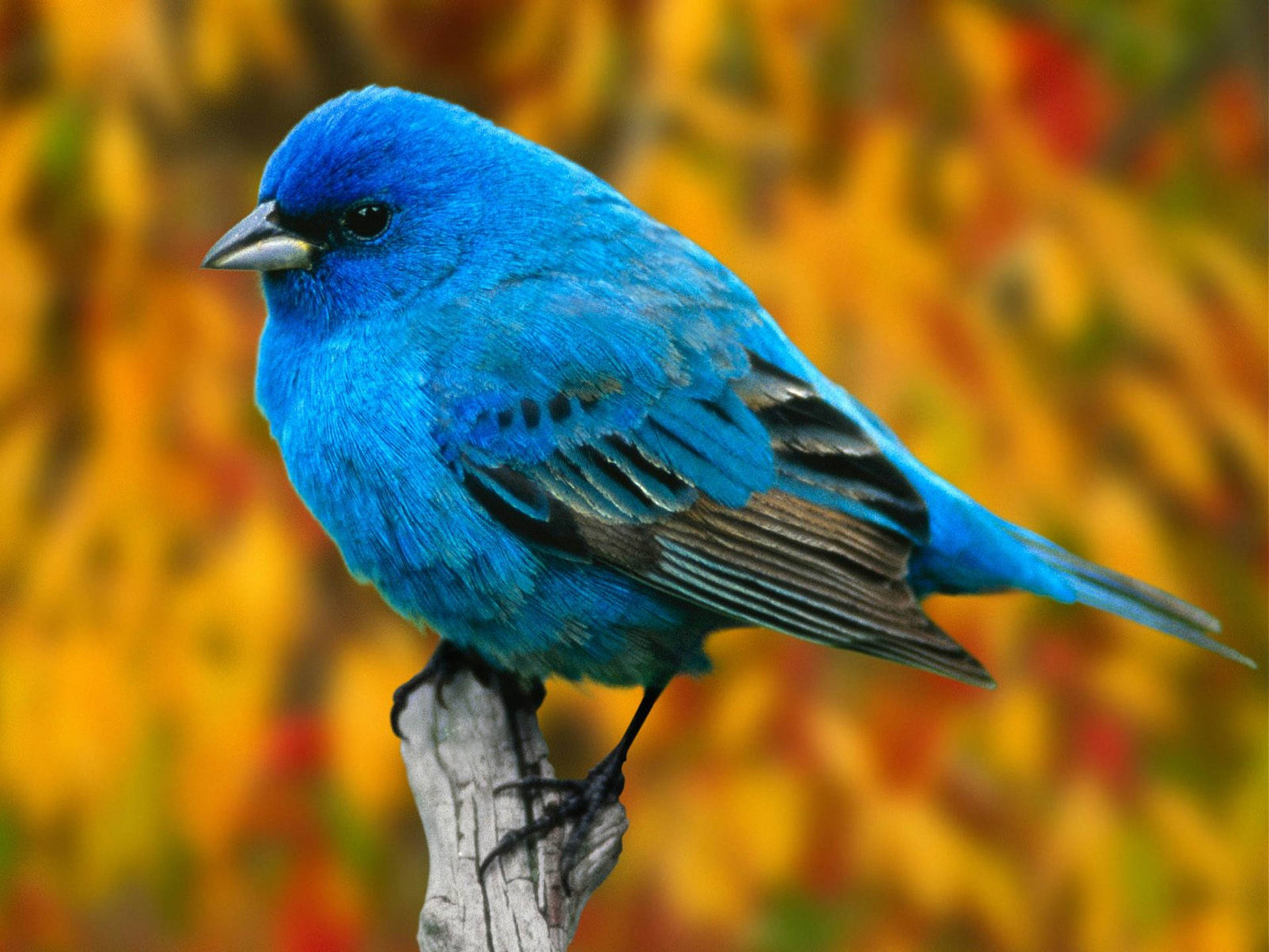 Close-up Of Blue Bird Background