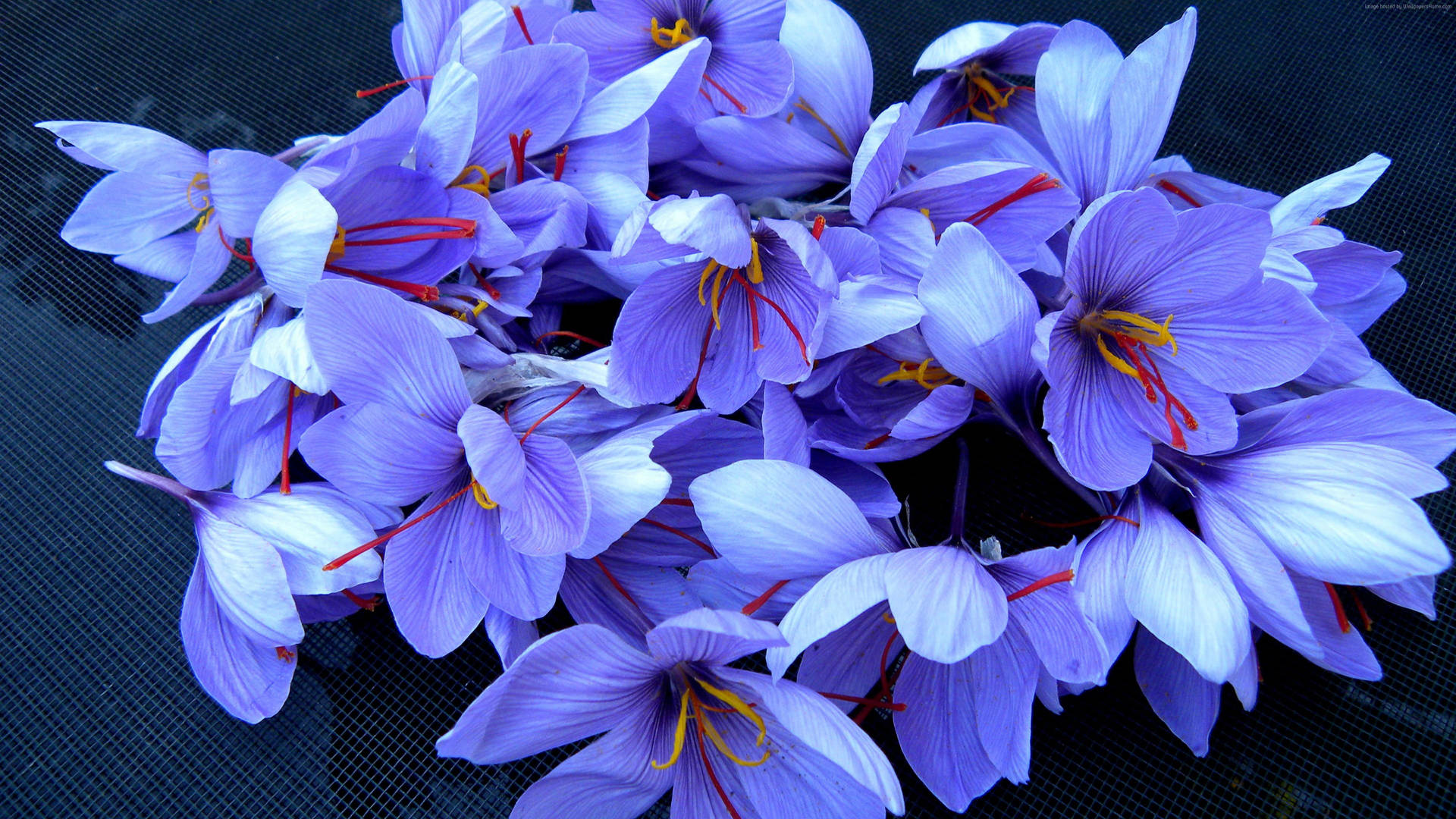 Close-up Of Blue Saffron Crocus Flowers Background
