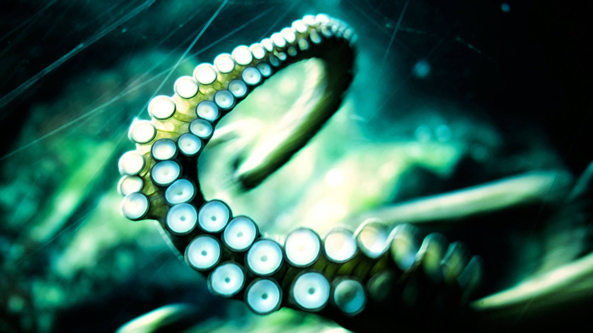 Close Up Of Calamari Tentacle Background