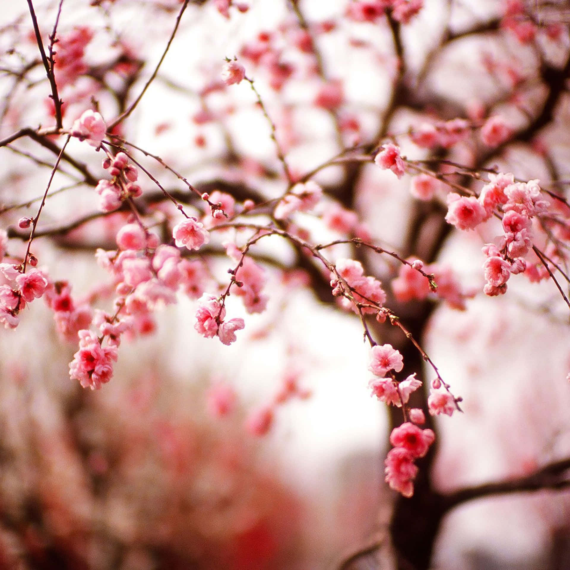 Close-up Of Cherry Blossom Flowers Spring Ipad Background