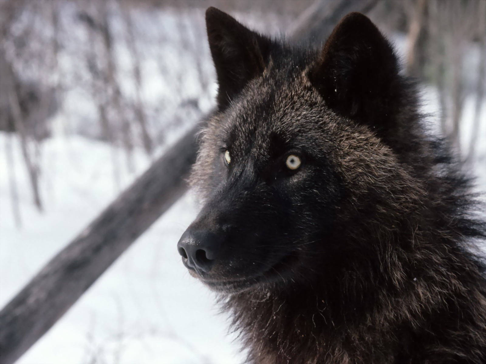 Close-up Of Cool Black Wolf In Woods Background