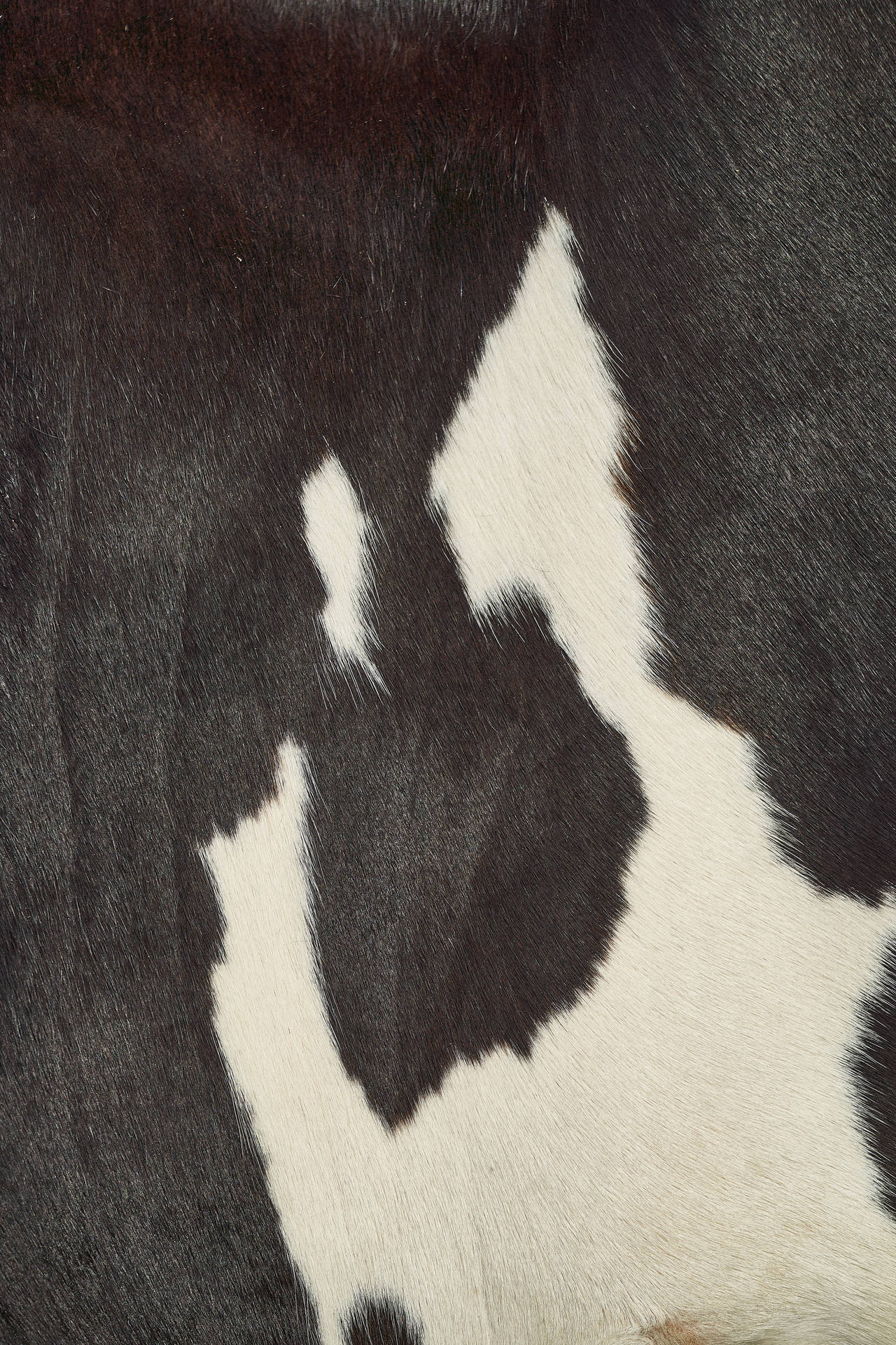 Close-up Of Cow Pattern Fur Background