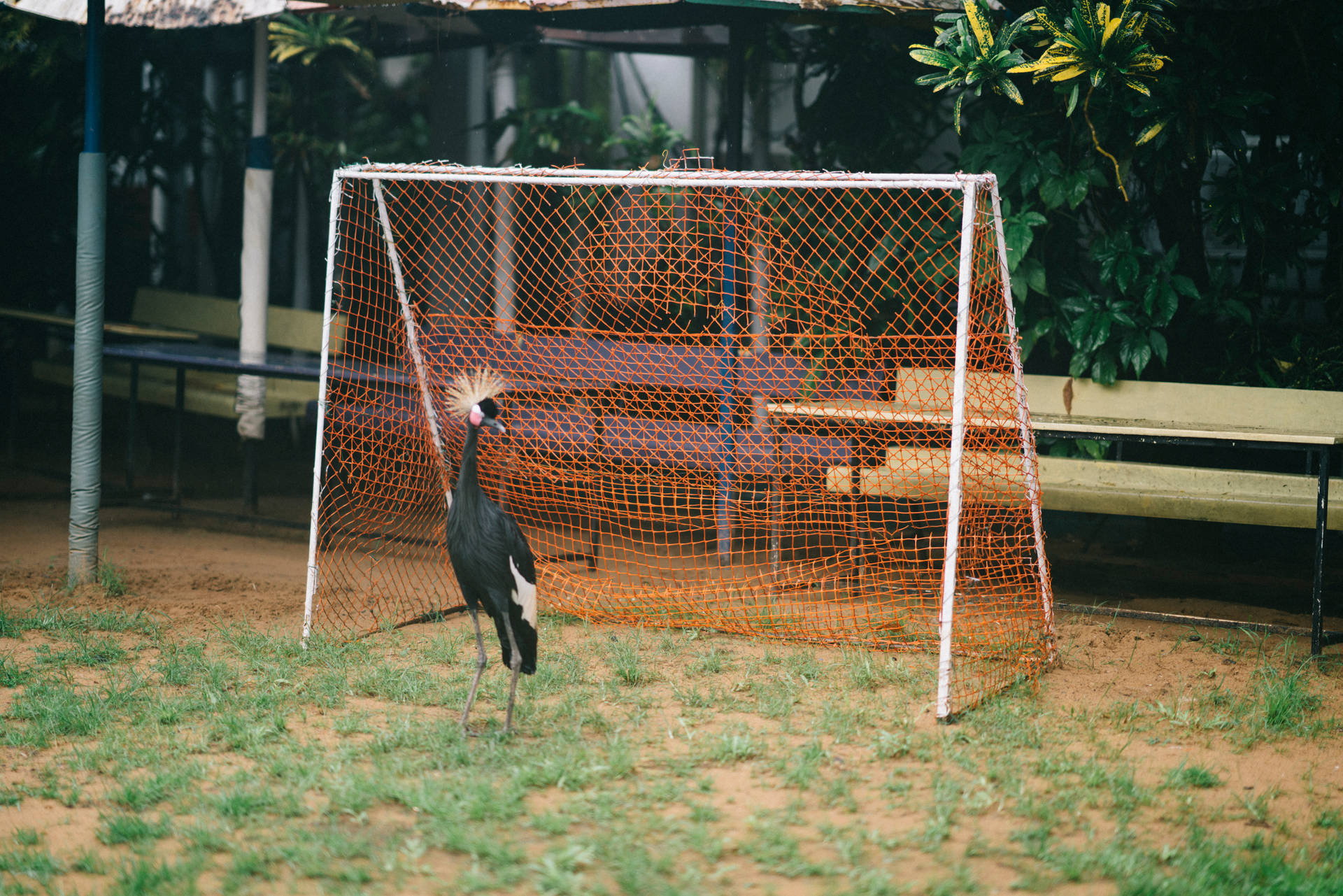 Close-up Of Crane With Goal In Sierra Leone Background