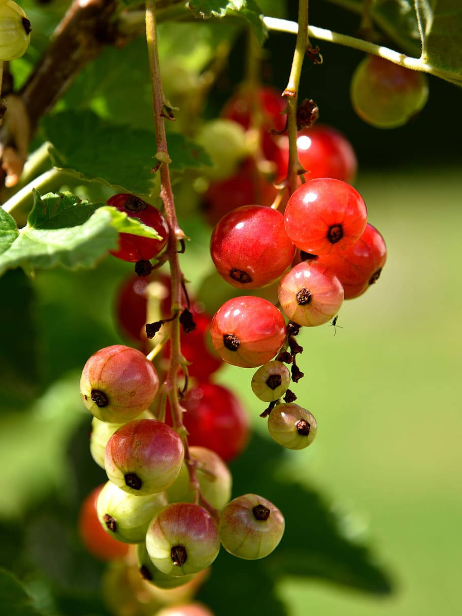 Close-up Of Currant Fruits On A Bush