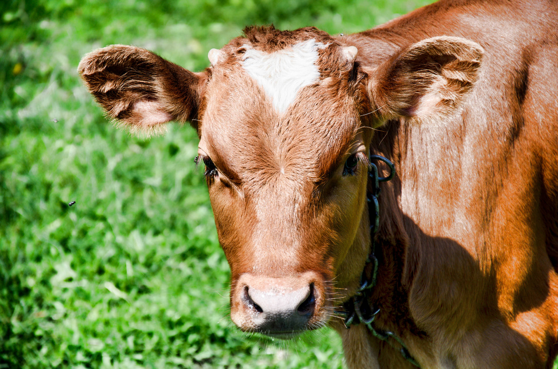 Close-up Of Cute Brown Cow With Grass