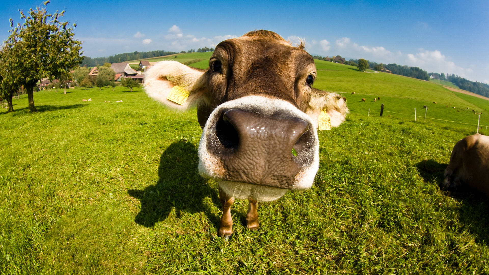 Close-up Of Cute Cow Snout Background
