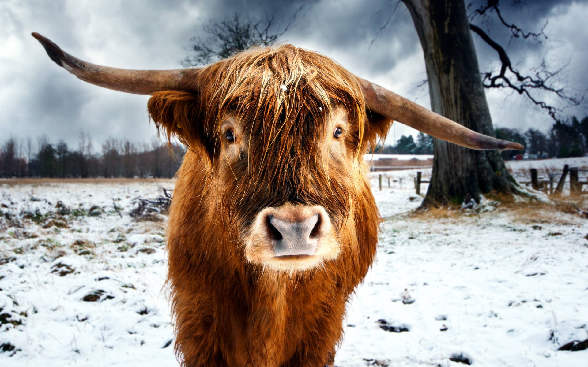 Close-up Of Cute Cow Standing On Snow Background