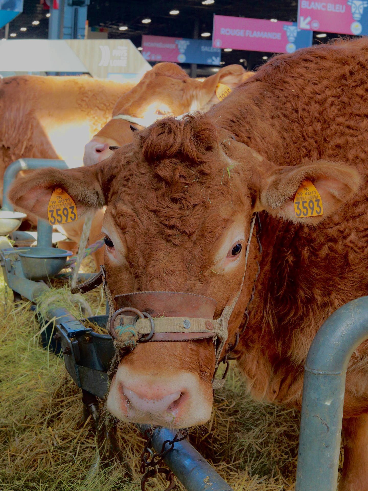 Close-up Of Cute Cow With Halter Background