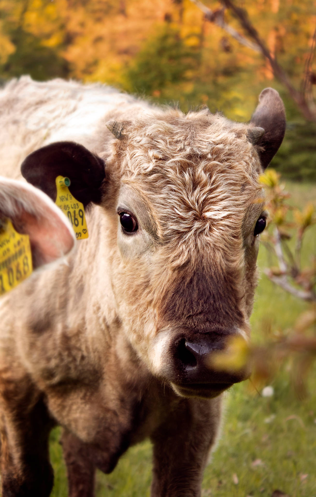 Close-up Of Cute Cow With Light Brown Fur Background