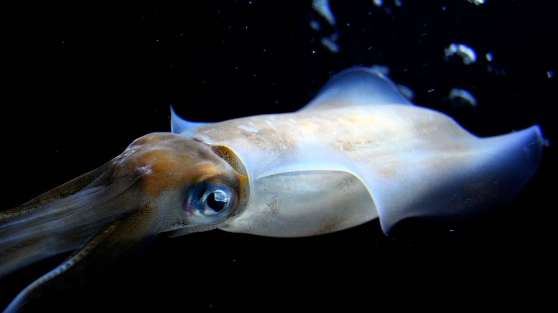 Close Up Of Deepsea Calamari Background