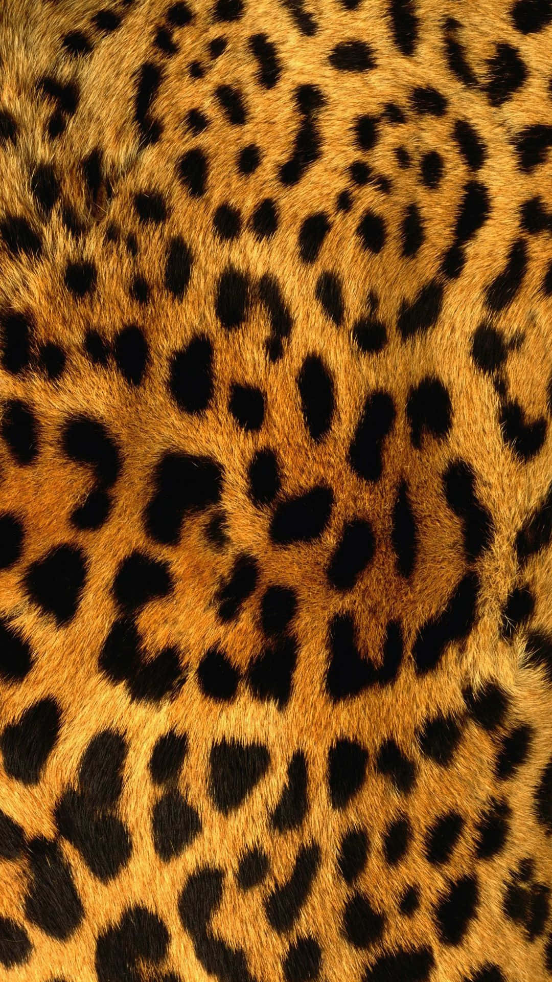 Close Up Of Fashionable Leopard Pattern Wallpaper Background