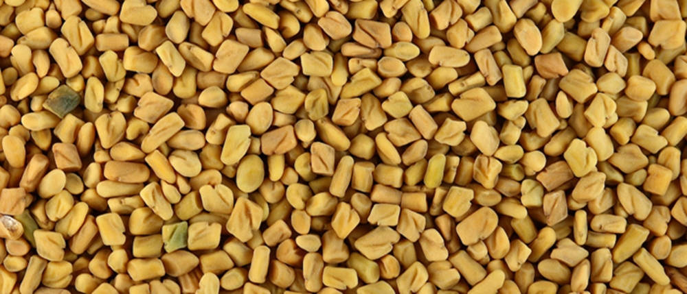 Close Up Of Fenugreek Seeds