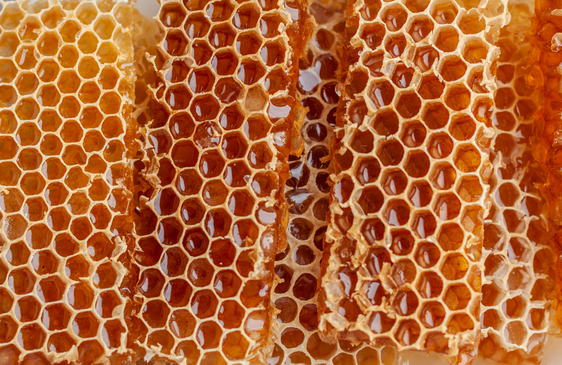 Close-up Of Honey Filled Honeycomb Background