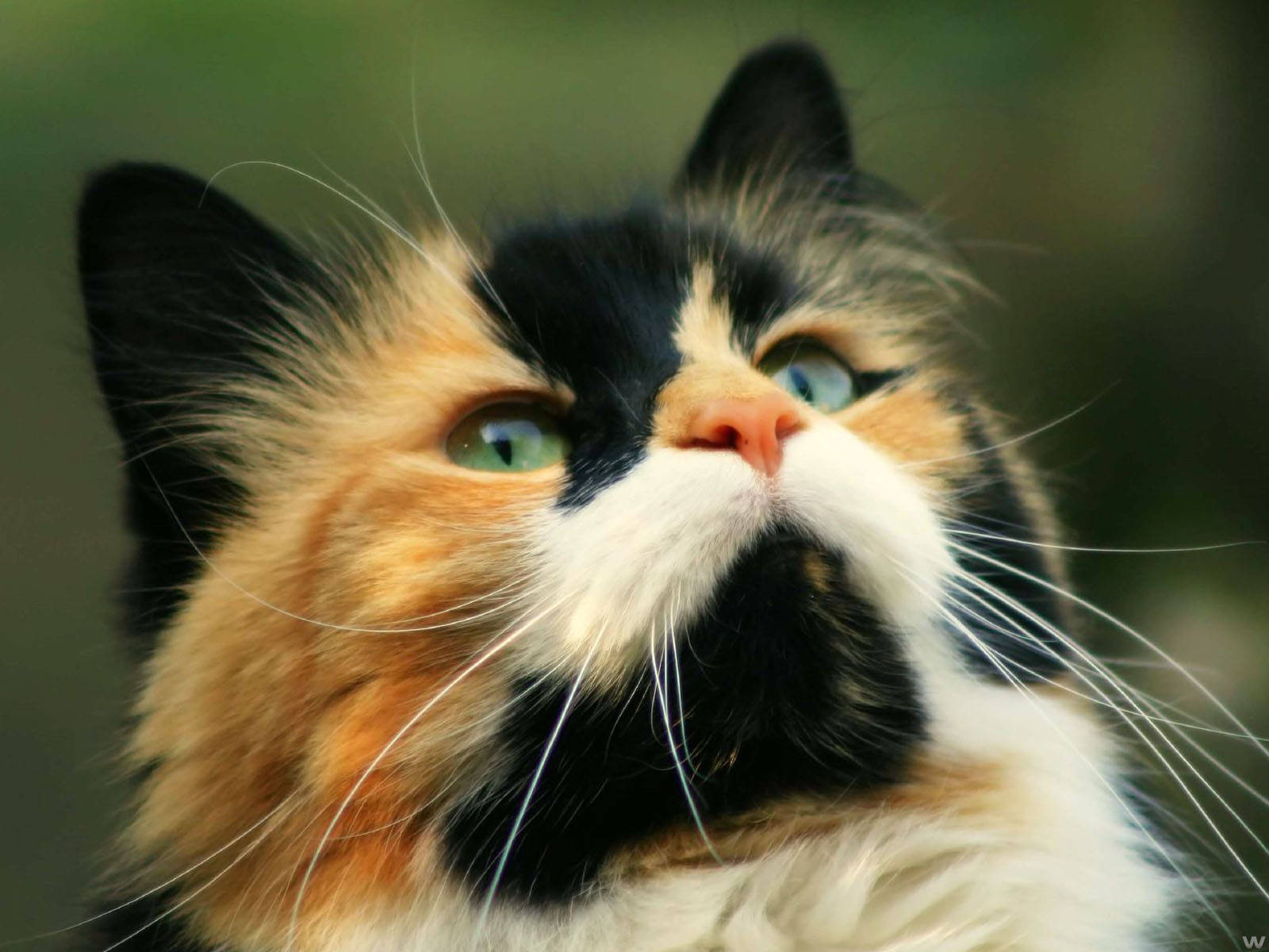 Close-up Of Kawaii Cat Background