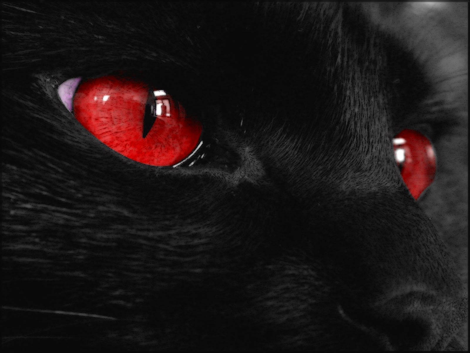 Close-up Of Kawaii Cat Red Eyes