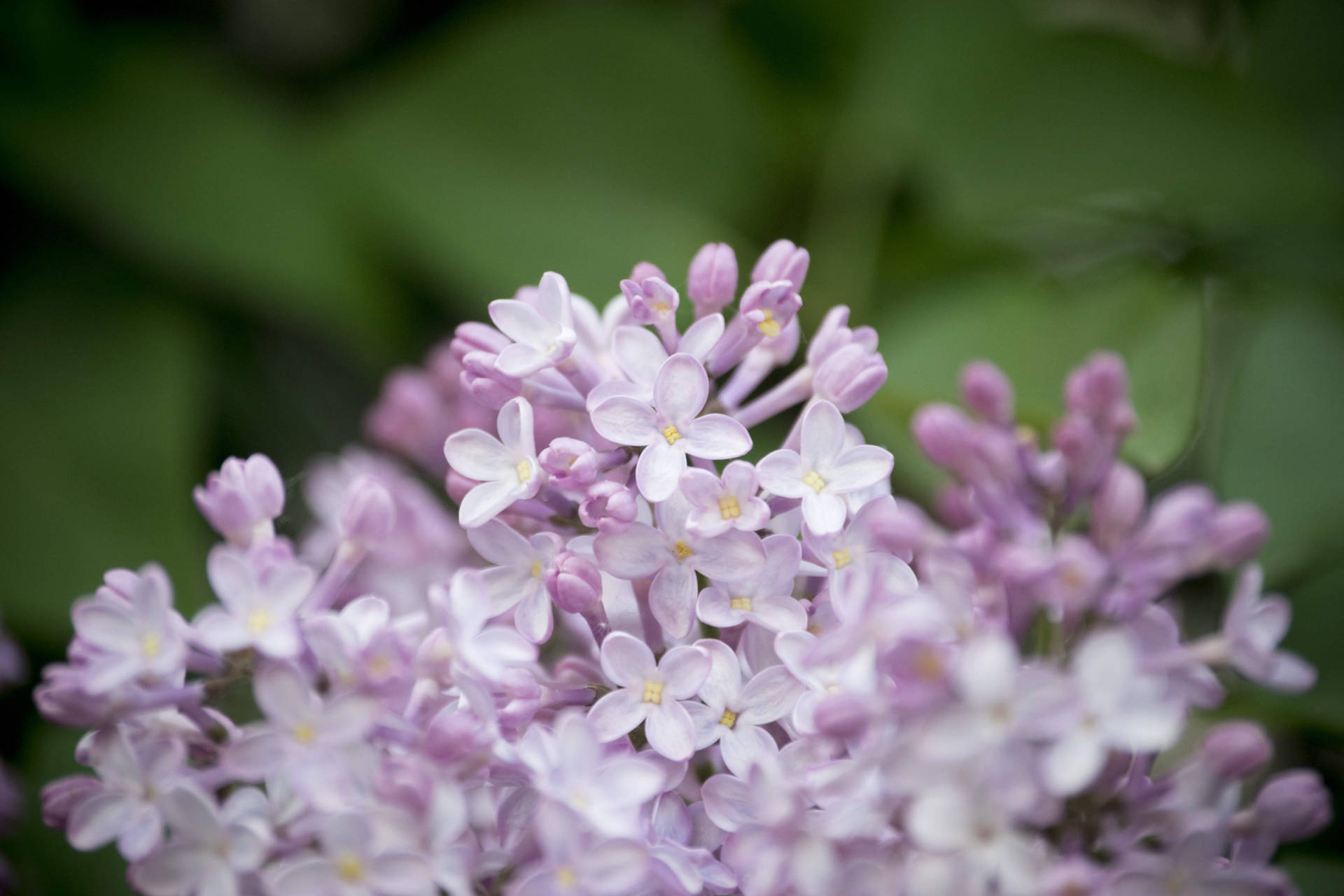 Close-up Of Lilac In Lithuania Background