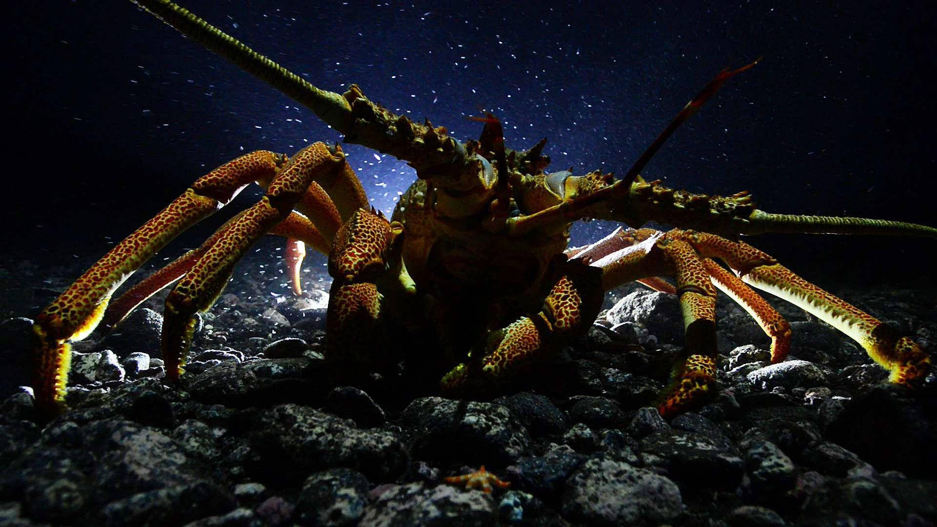 Close-up Of Lobster Underwater Background