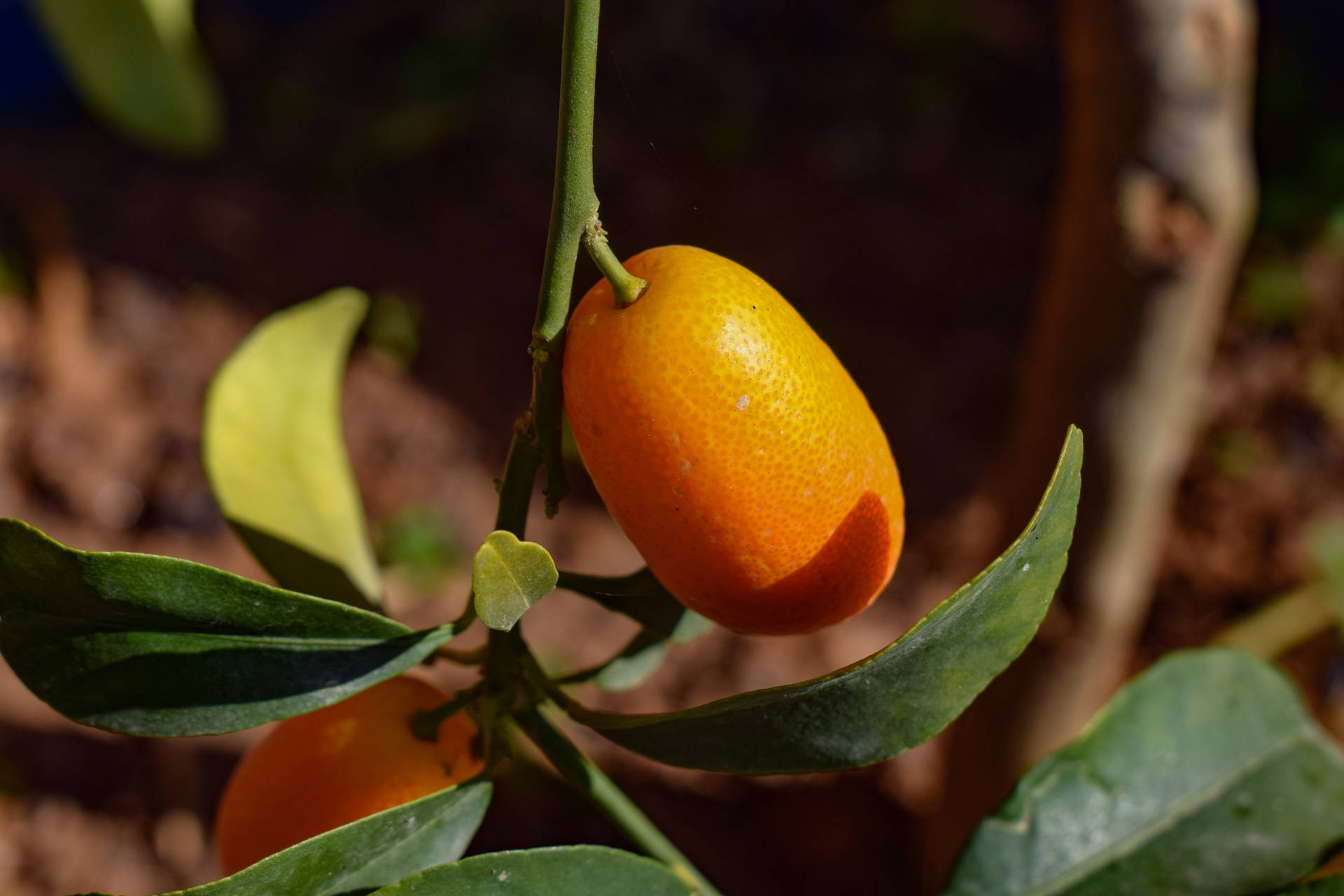 Close-up Of Luscious Ripe Kumquats