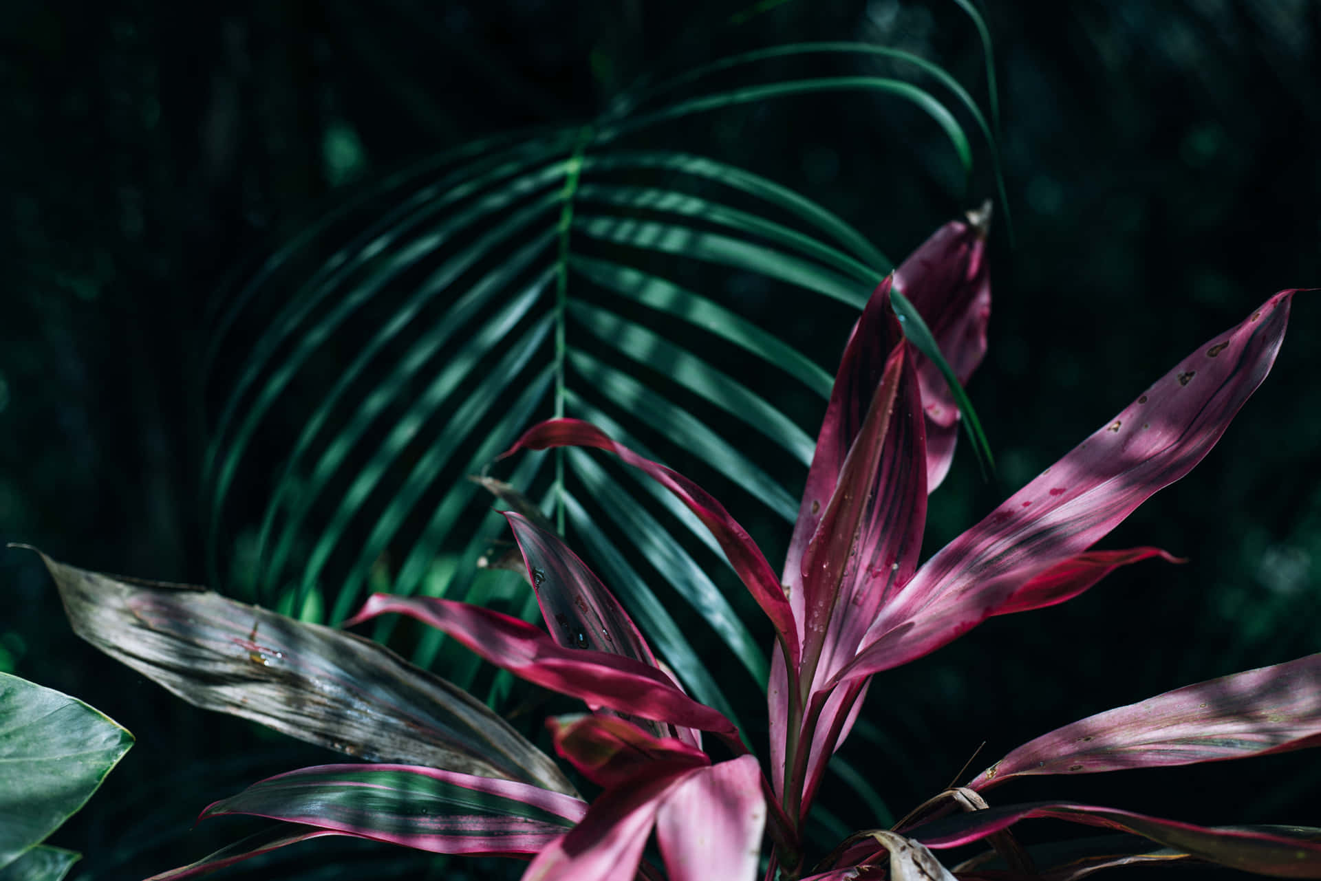 Close-up Of Lush, Tropical Leaves In Vibrant Hues Of Green Background