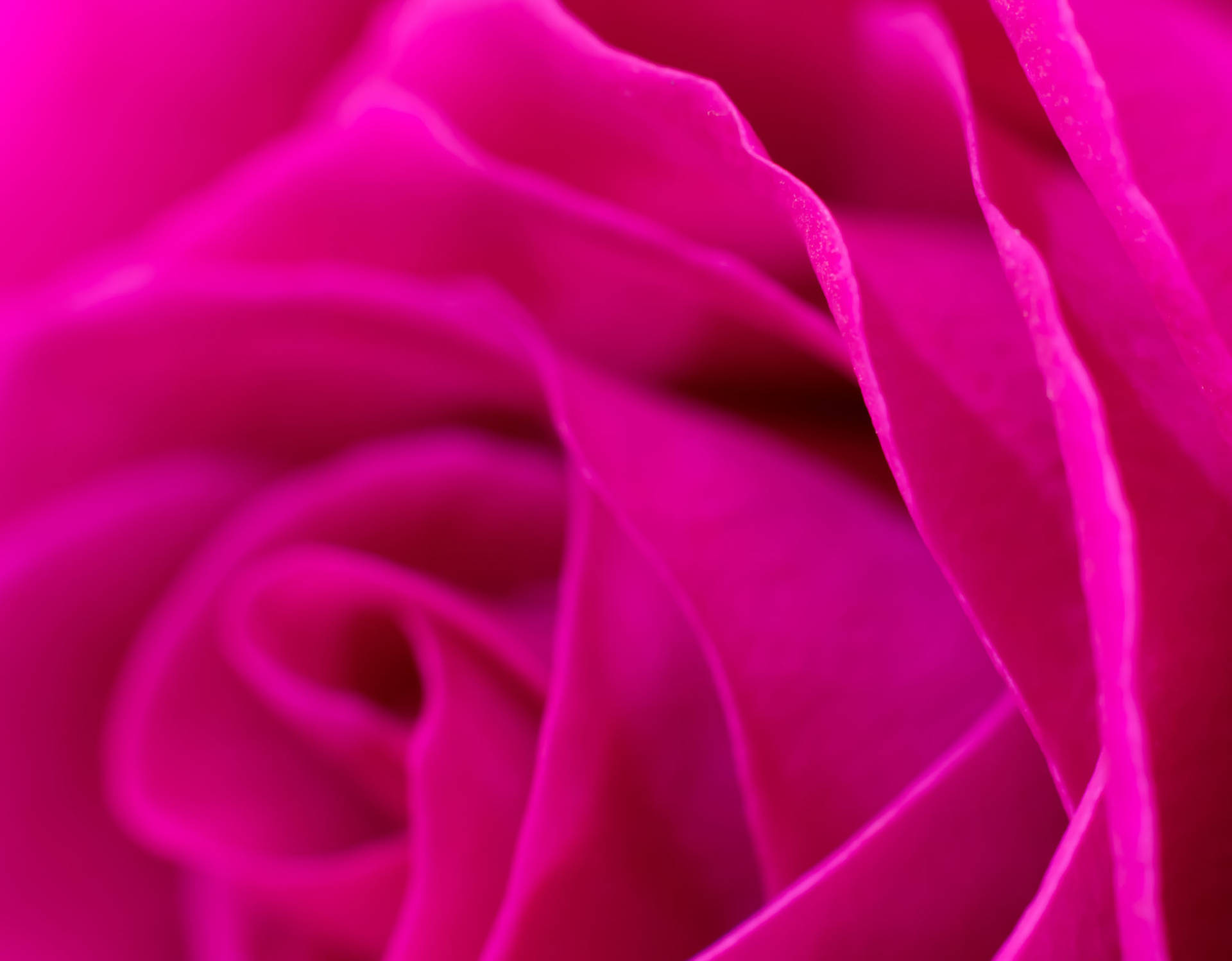 Close-up Of Magenta Rose