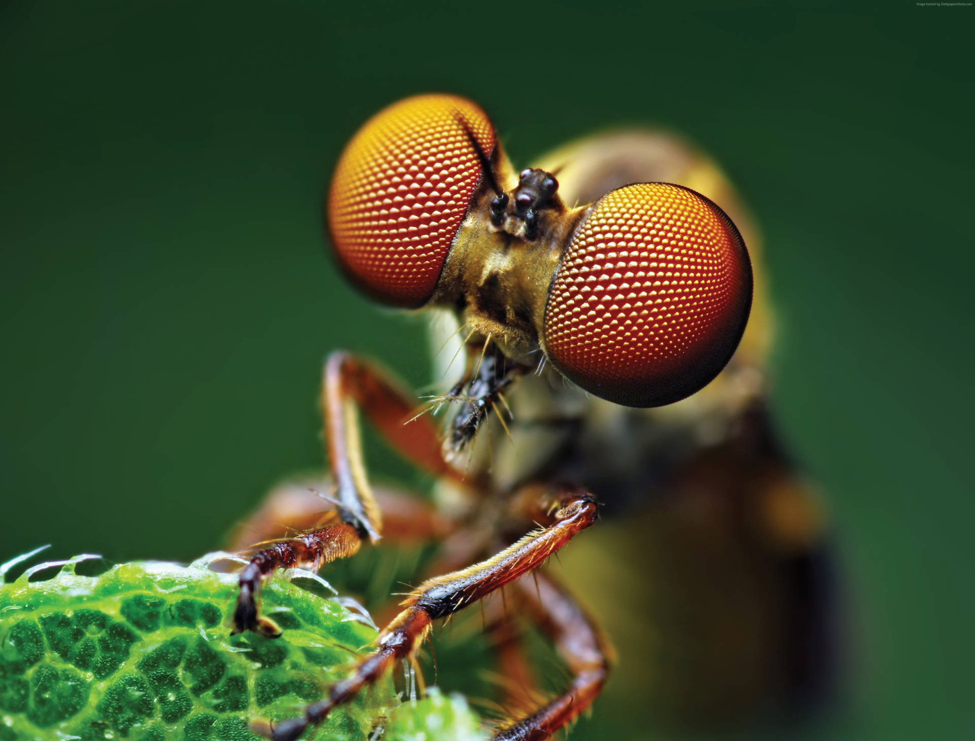 Close Up Of Mosquito Eyes Background