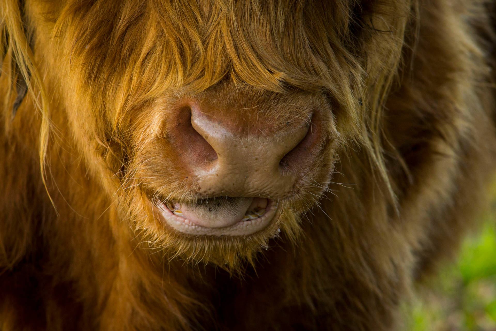 Close-up Of Mouth Of Cute Cow
