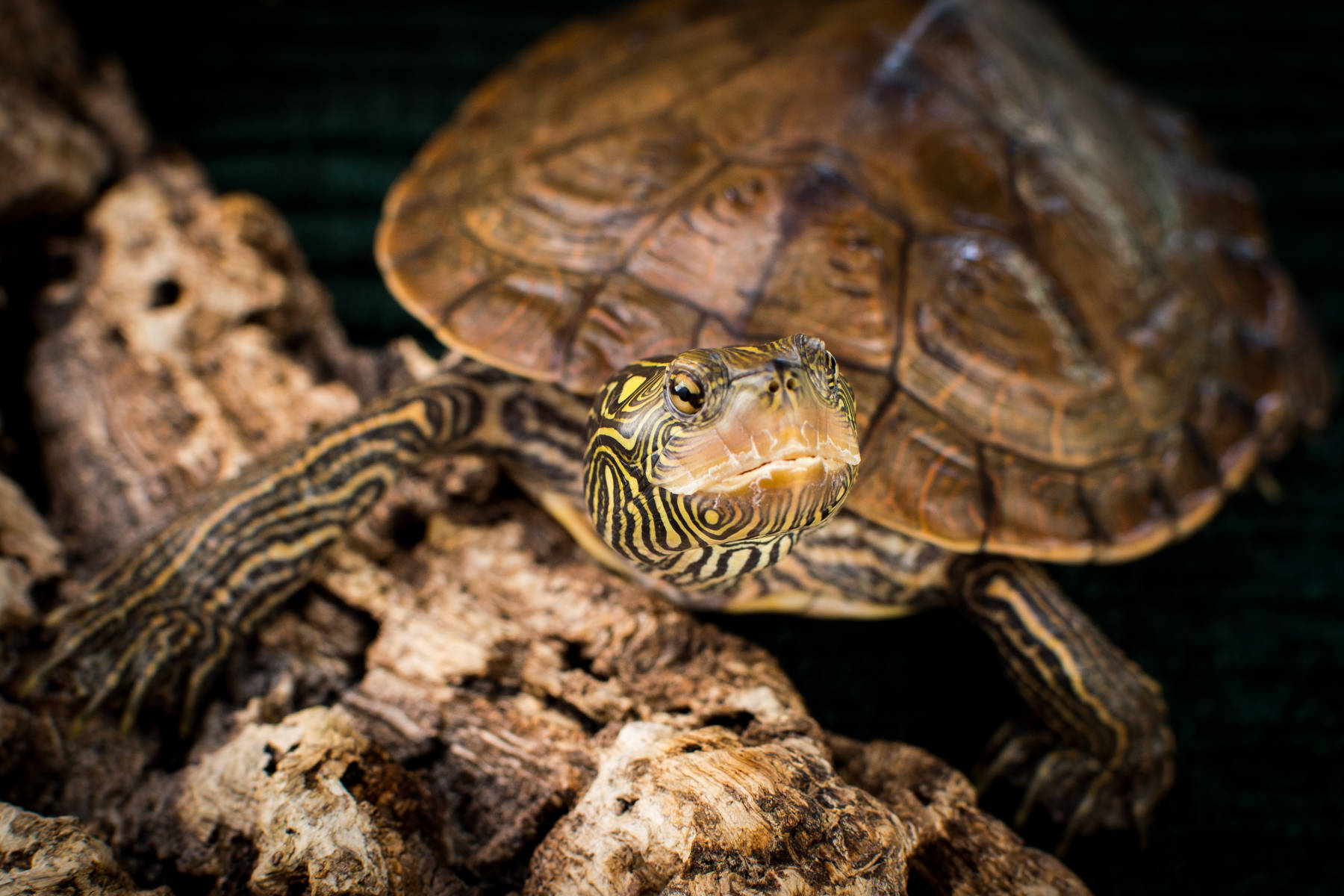 Close-up Of Northern Map Turtle Background