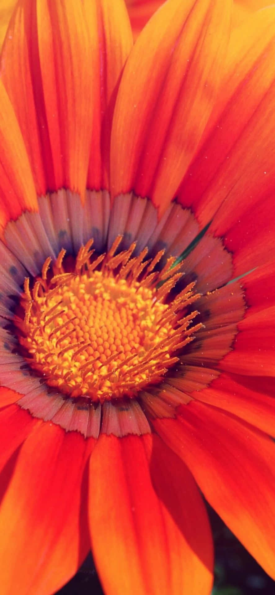 Close-up Of Orange Spring Daisy Iphone Background