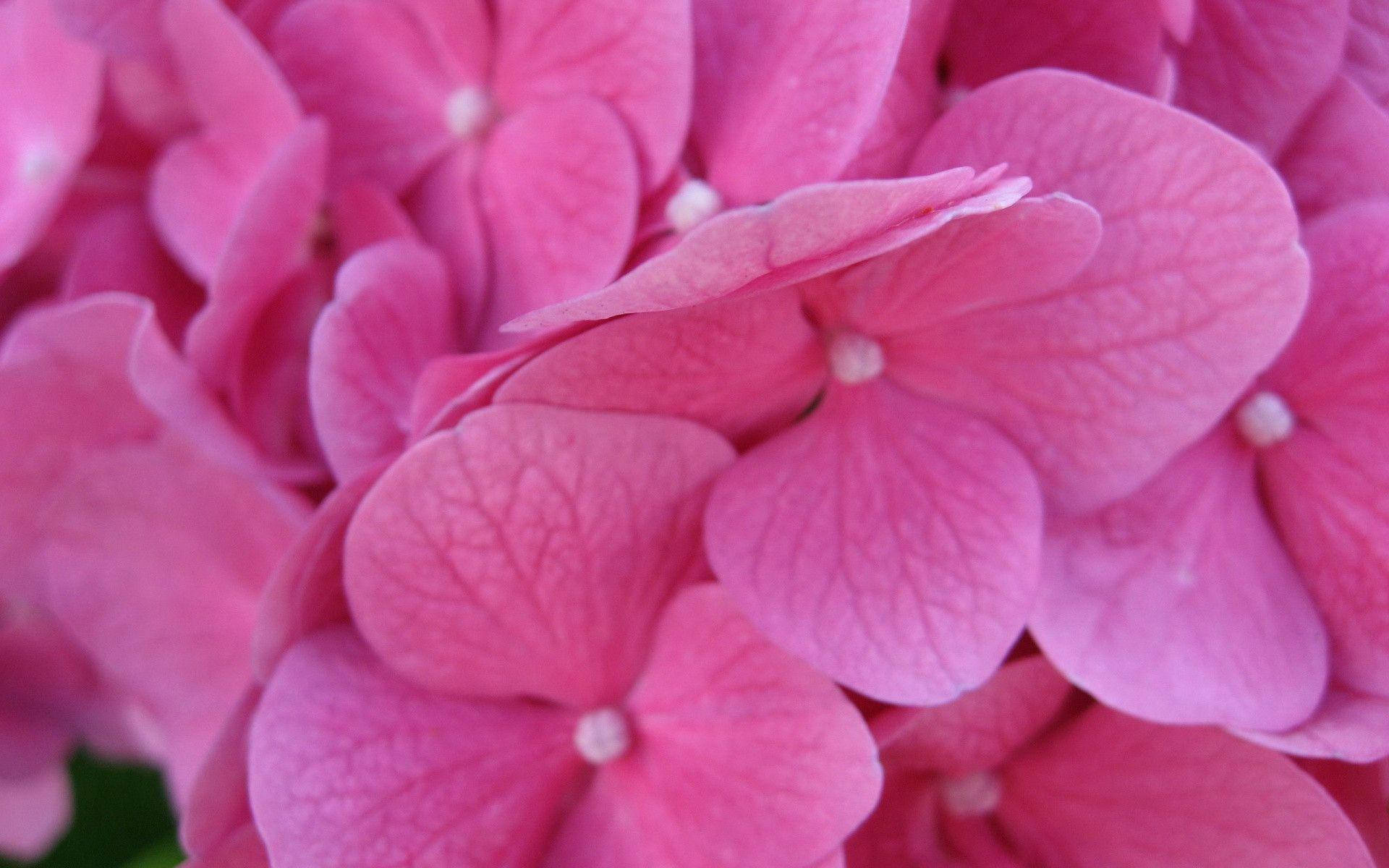 Close-up Of Pink Flower Background