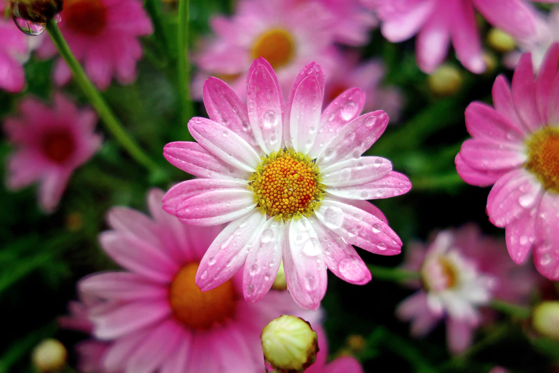 Close-up Of Pink Spring Daisy Iphone Background