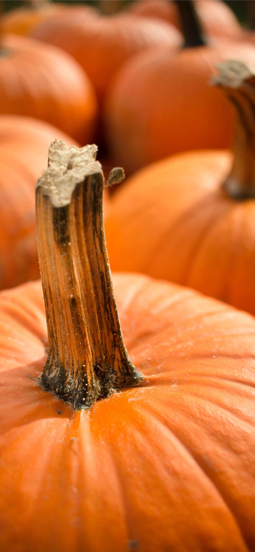 Close-up Of Pumpkins Thanksgiving Iphone