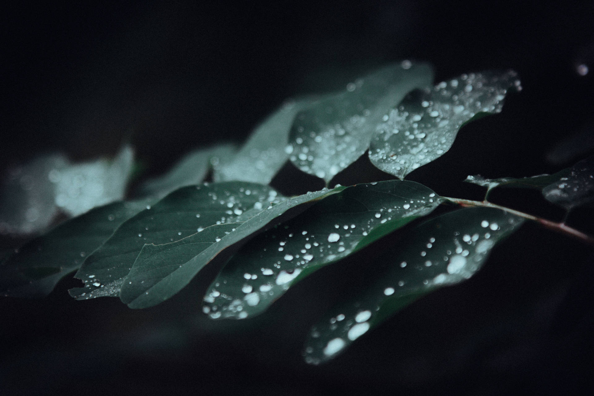 Close-up Of Refreshing Water Droplets On Leaves Background