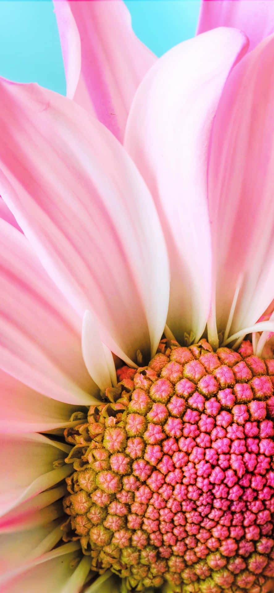 Close-up Of Spring Daisy Iphone Background