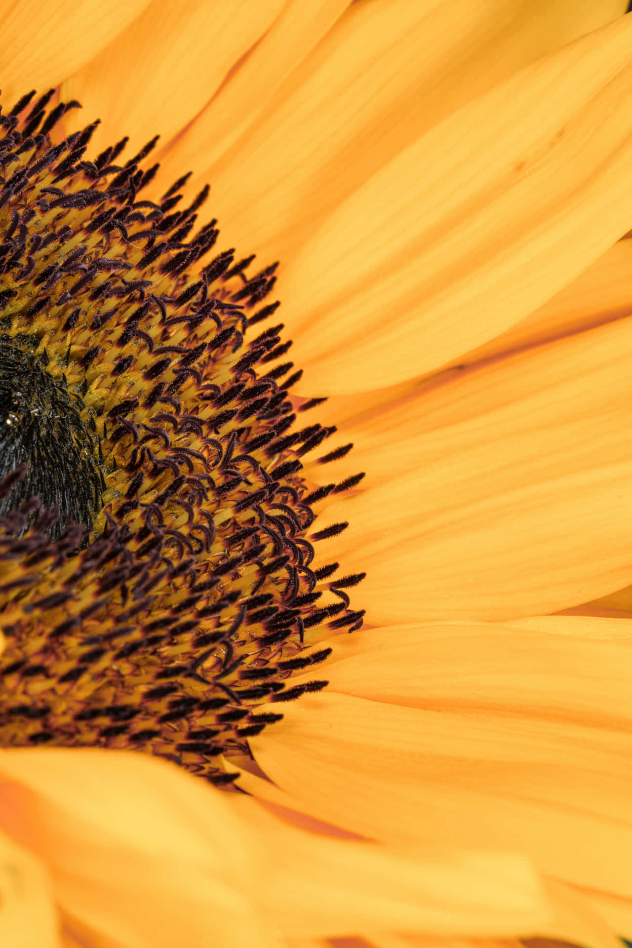 Close-up Of Sunflower Phone Background