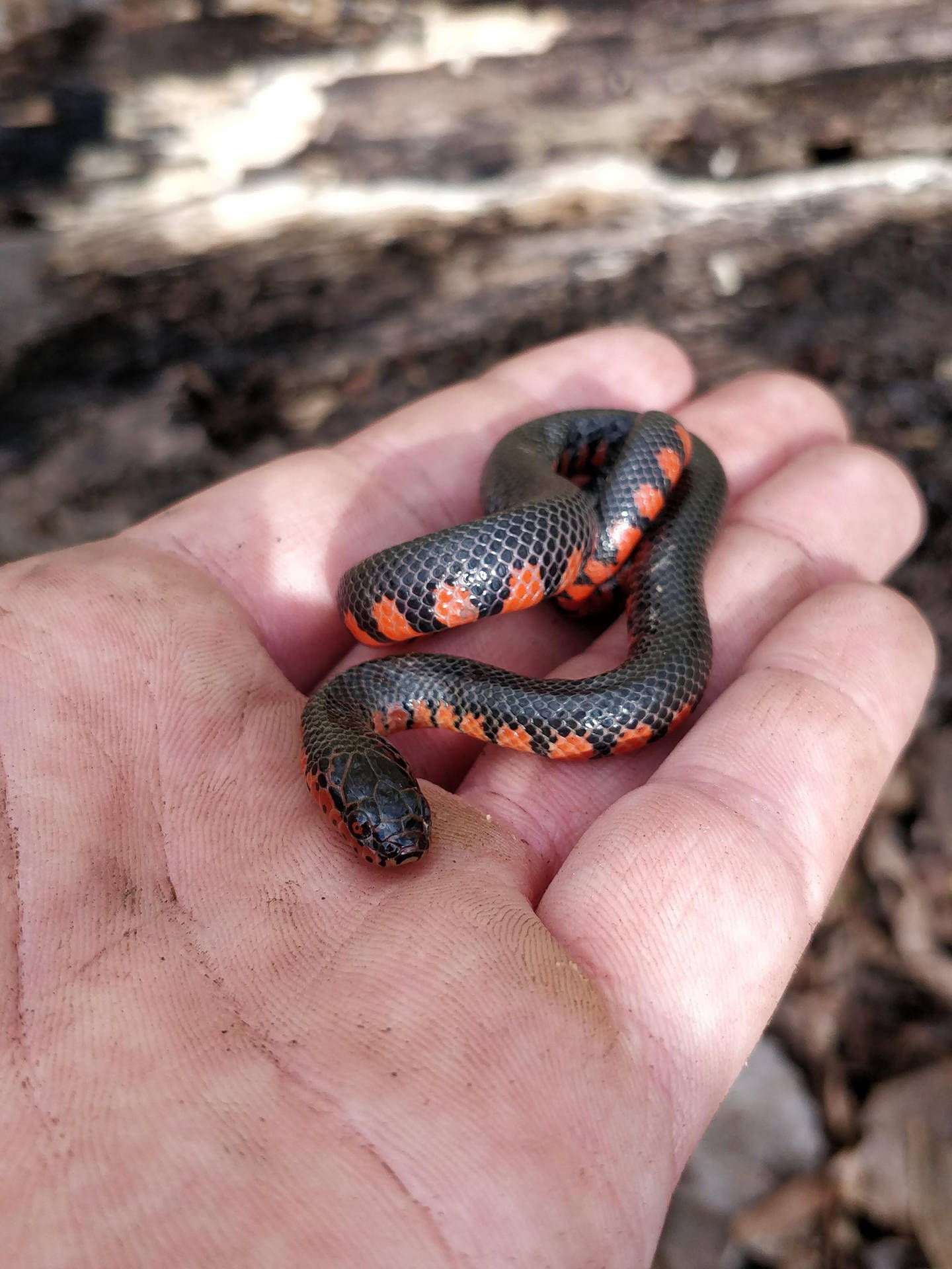 Close-up Of Vibrant Mud Snake On Human Hand Background