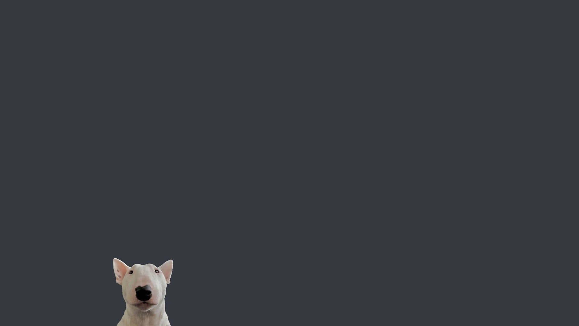 Close-up Of Walter The Dog In Fun Mood Background