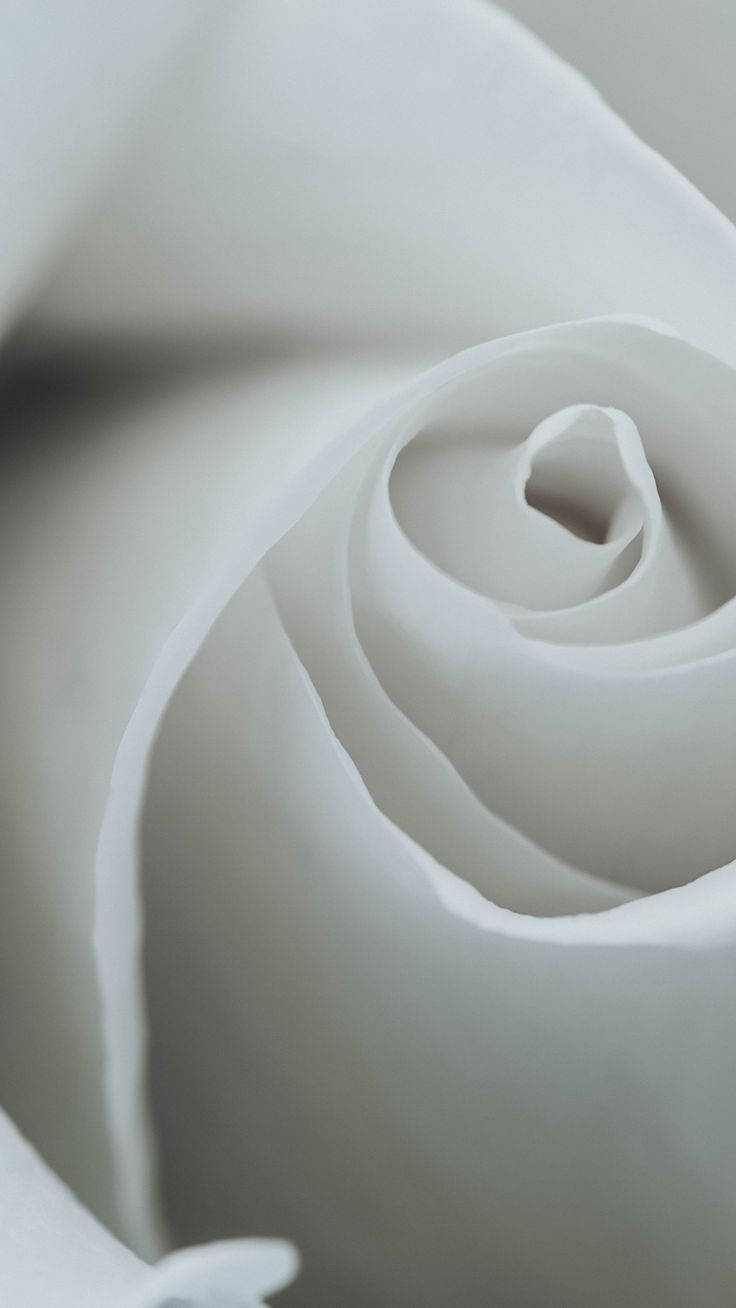 Close-up Of White Rose Flower For Iphone Background