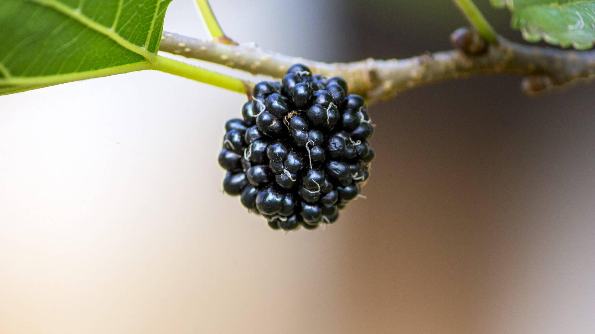 Close-up On Ripened Black Mulberry Fruit