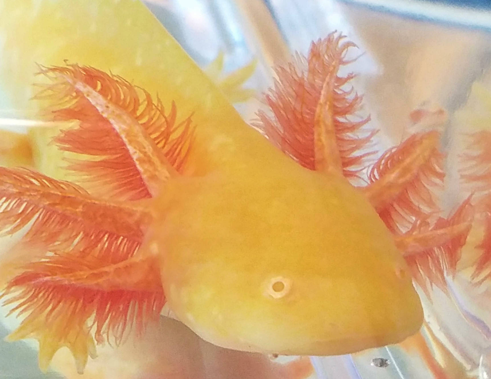 Close-up Orange Axolotl Background