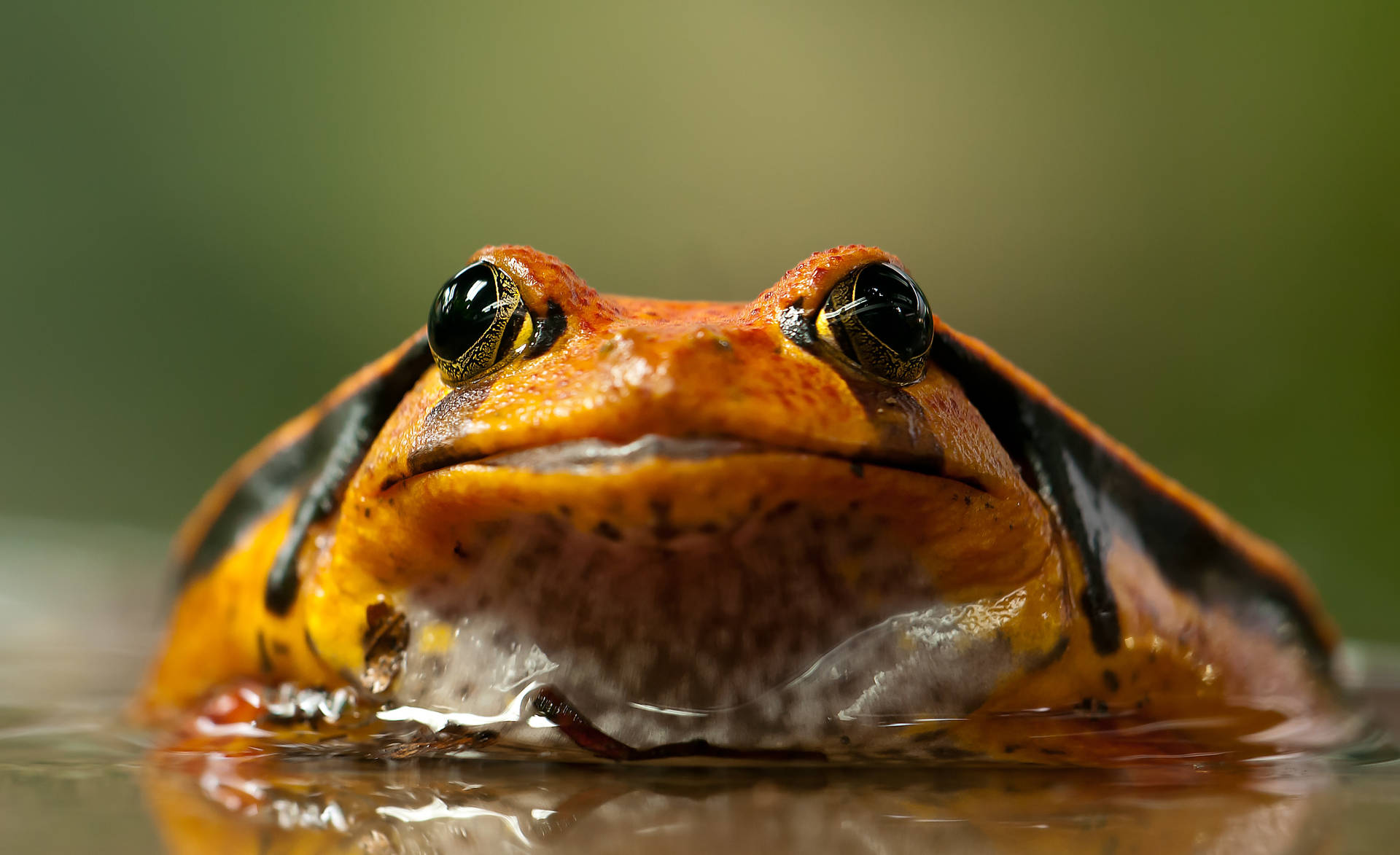 Close-up Orange Frog