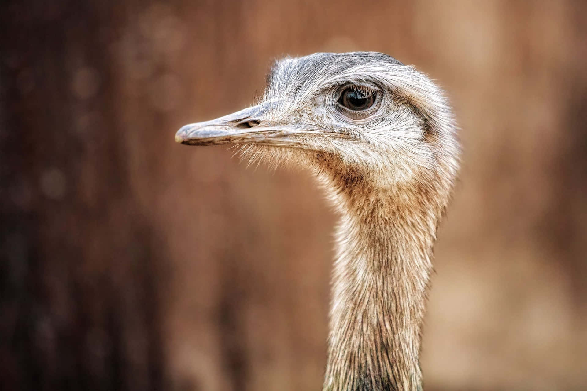 Close Up Ostrich Head Portrait