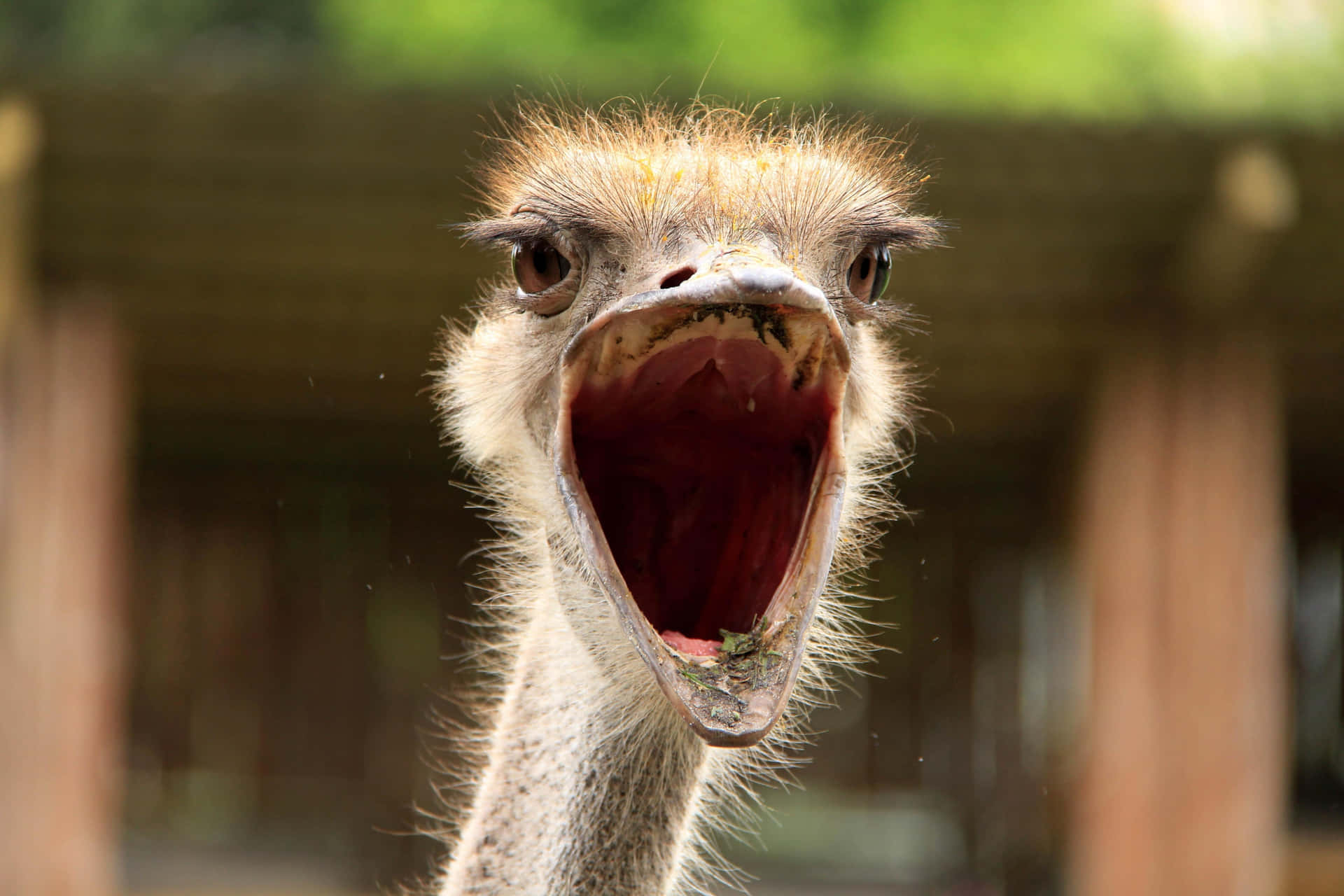 Close Up Ostrich Open Mouth Background